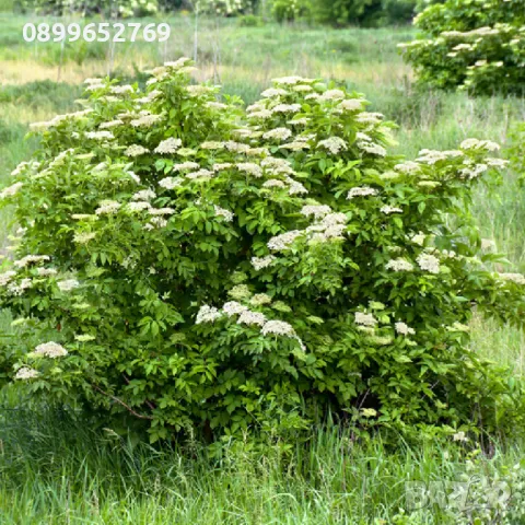 Черен бъз (Sambucus nigra) , снимка 3 - Разсади - 48271127