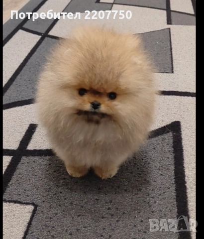 продавам померан 