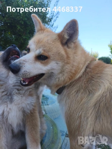 Бебета Акита Ину, снимка 11 - Акита ину - 51787723
