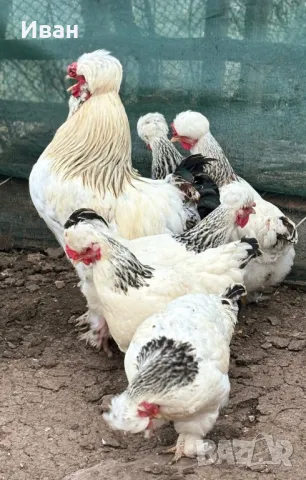 яйца от Струмски кокошки, снимка 6 - Кокошки и пуйки - 49817057