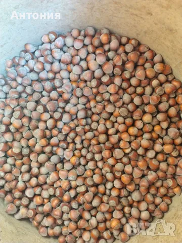 Продавам лешници , снимка 2 - Други - 55986293