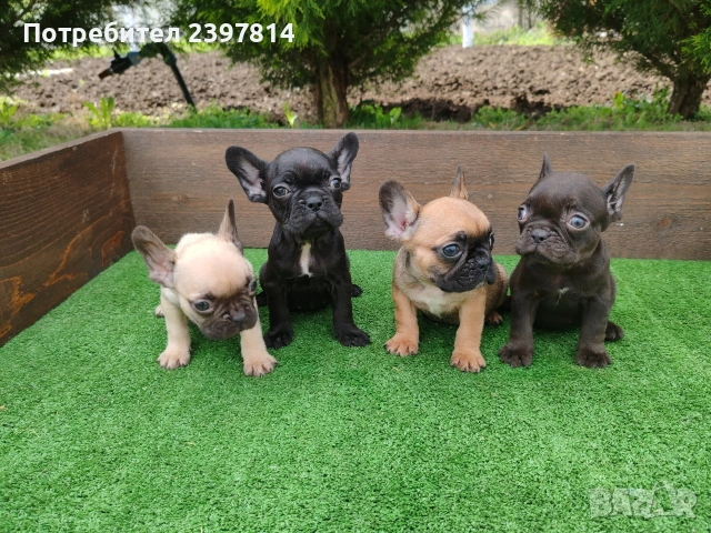Френски булдог , снимка 2 - Френски булдог - 53832556