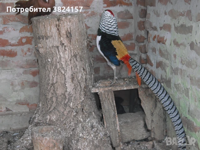 Диамантени фазани, снимка 1