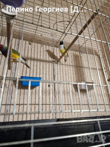 Гулдови Амадини, снимка 10 - Амадини - 53904009