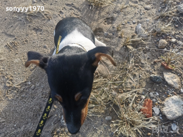 СЛАДКА КУКЛА ДЖАК 1012251449, снимка 4 - Джак ръсел териер - 52721137