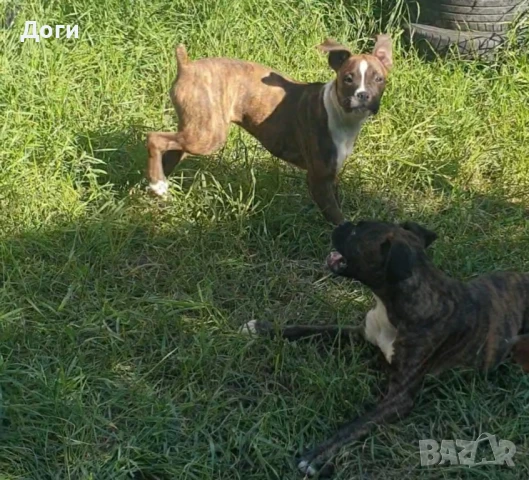 Продавам Боксери 