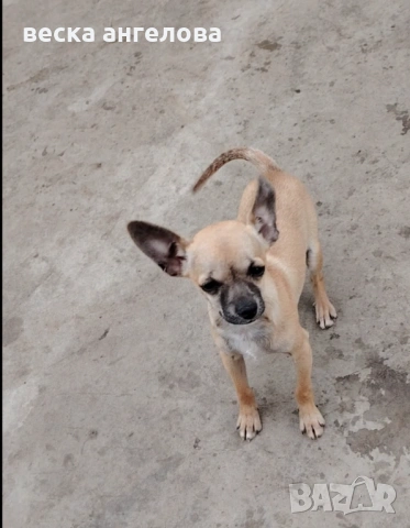 Мини чихуахуа момиче, снимка 3 - Чихуахуа - 54126050