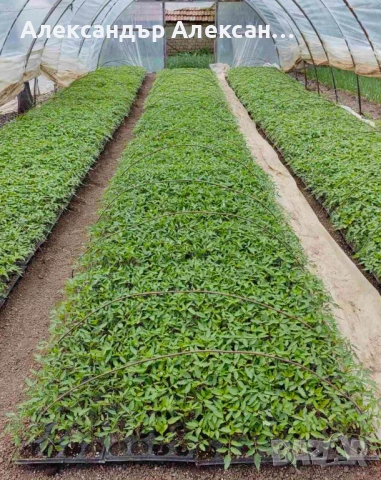 Разсад домат, краставица, пипер