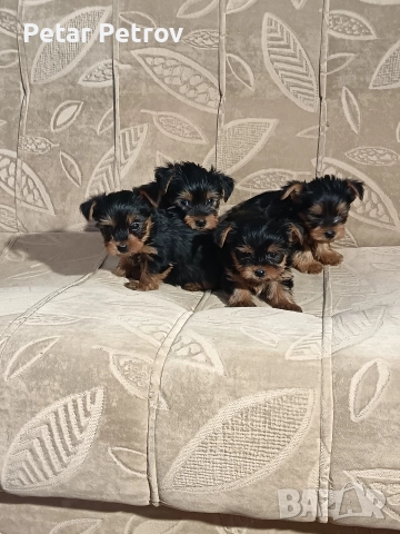 Йоркширски териер мини , снимка 10 - Йоркширски териер - 52933714