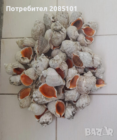 Морски рапани, снимка 2 - Други - 54126404