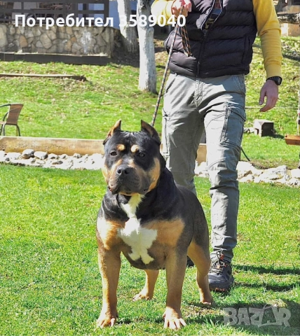 Американско Були ХЛ, снимка 9 - Други - 52942054