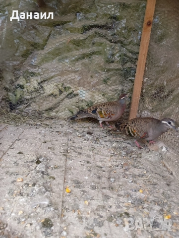 Двойка бронзовокрили гълъби, снимка 2 - Гълъби - 54127174