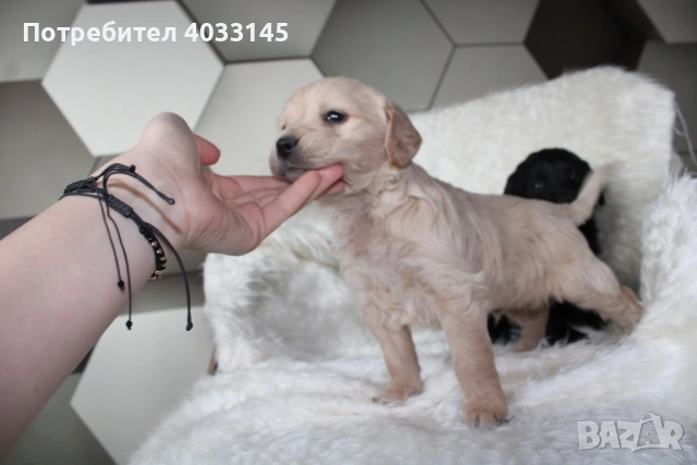 Кученца на един месец  Смеска от Голден ретривър и Бретон шпаньол, снимка 5 - Голдън ретривър - 53162222
