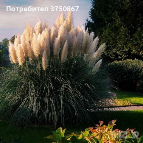 🌿🩷🍀 Декоративна трева Кортадерия – Бяла (Cortaderia), снимка 2 - Градински цветя и растения - 52983496