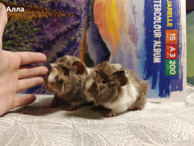 Малки морски свинчета, снимка 7 - Морски свинчета - 53875539
