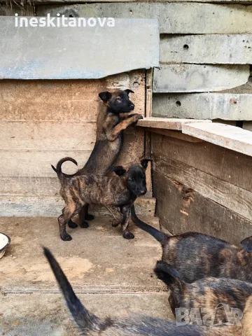 🐕 ПРОДАВАТ СЕ КУЧЕНЦА МАЛИНОА 🐕, снимка 7 - Белгийска овчарка - 56230855