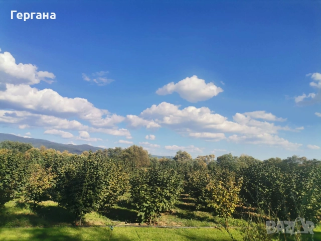 Домашен лешников тахан 