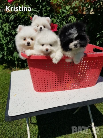 Померан померани свободни !, снимка 8 - Померан - 51308616