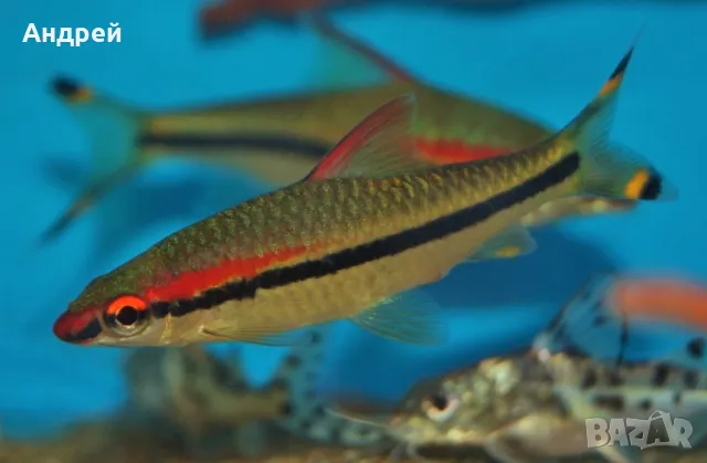 Барбус Денисони