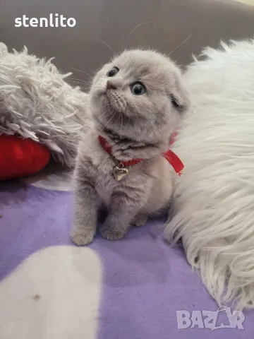 Шотландски клепоухи бебета , снимка 14 - Британска късокосместа - 23804712