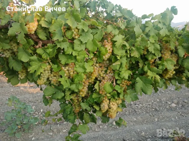 Грозде - винени сортове, снимка 6 - Домашни продукти - 55779965