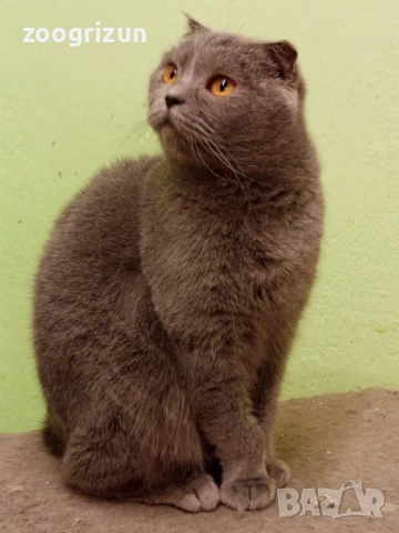 шотландски момичета, снимка 3 - Британска късокосместа - 50767102