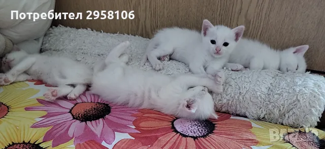 бели котенца, женски, 3 мес., снимка 7 - Британска късокосместа - 55908240