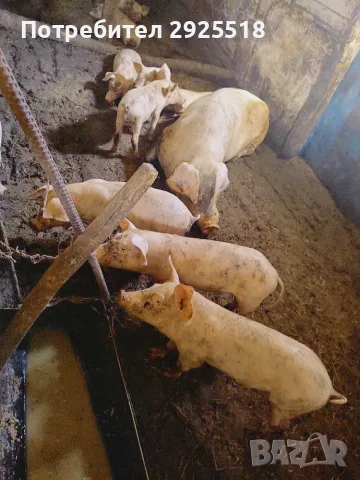 Продавам прасенца малки и големи , снимка 2 - Прасета - 56149660