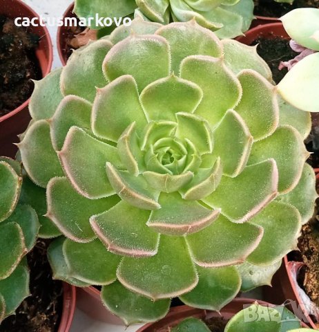 echeveria barown rose, снимка 2 - Стайни растения - 37641884