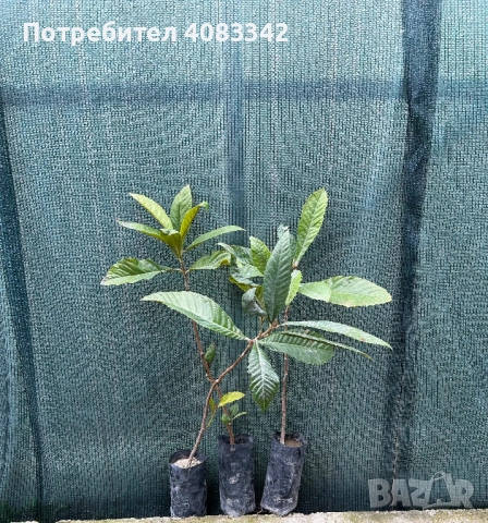 Японска Мушмула , снимка 5 - Градински цветя и растения - 53897944