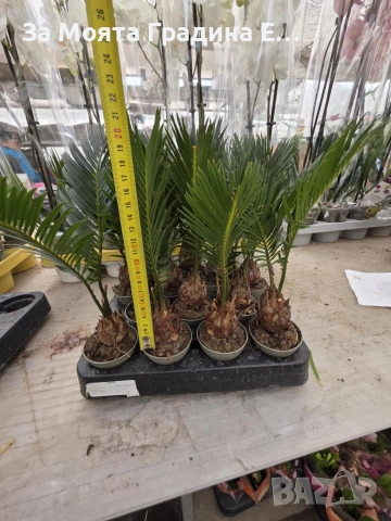 Цикас палма , снимка 6 - Декорация за дома - 54031988