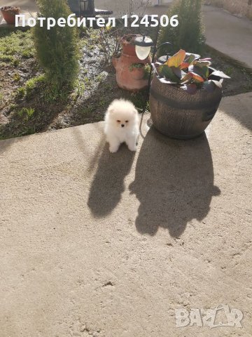 Померан, померанчета, снимка 7 - Померан - 35049070