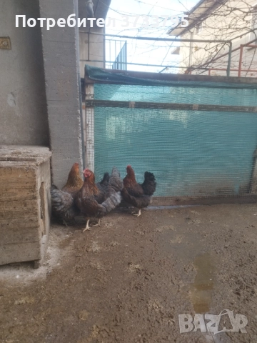 Катунски кокошки , снимка 6 - други­ - 52687803