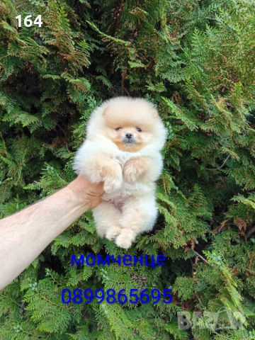 Мини мъжки Померан. Реални снимки от 24.04.26 г. 