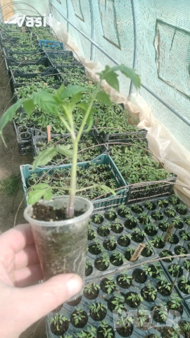 Предлагаме разсад  Домати и Краставици/Ръгби.Розова Магия.Меделина .Наслада .И много други 0.70цента