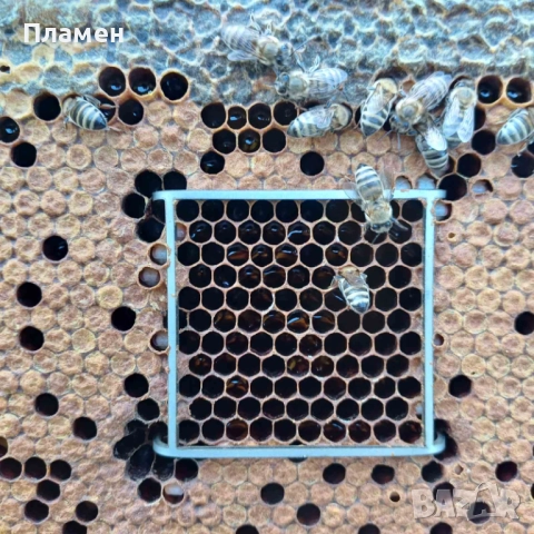 Регистриран производител приема заявки за биологични пчелни майки за сезон 2026г., снимка 7 - Други - 28196262