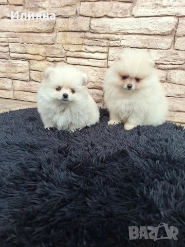 Померан мъжки и женски , снимка 3 - Померан - 52864873