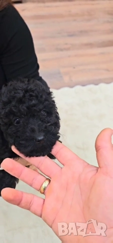 Пудел "мини" , снимка 10 - Пудели - 52250133