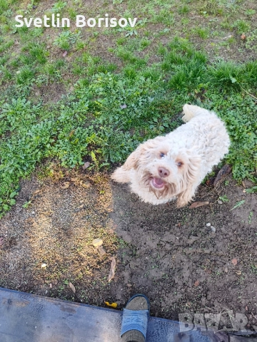 кучета за трюфели