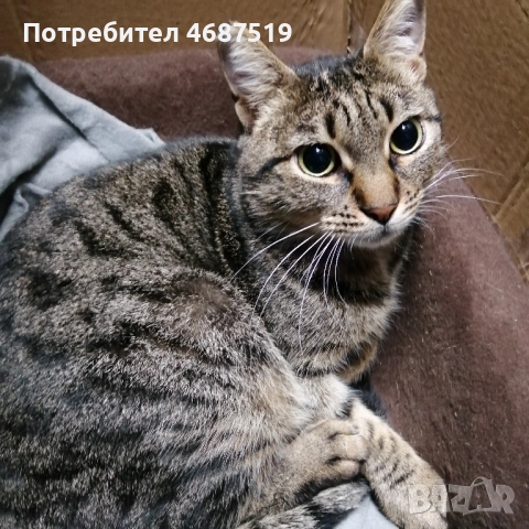 Търсим дом на Тъчи