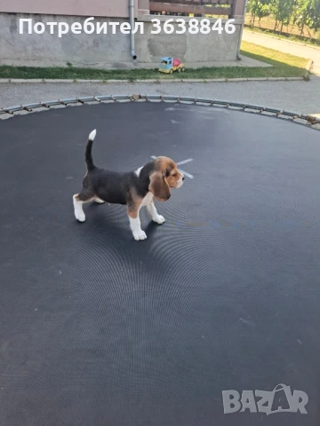 Бигъл, снимка 5 - Бигъл - 50757343