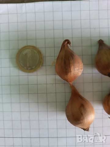 Ирис Carmen, снимка 10 - Градински цветя и растения - 51626116