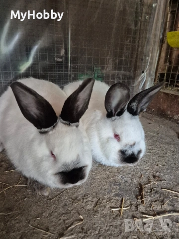 калифорнийски зайчета, снимка 2 - Други - 53063870