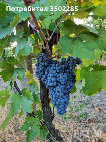 Грозде сорт Мавруд , снимка 1