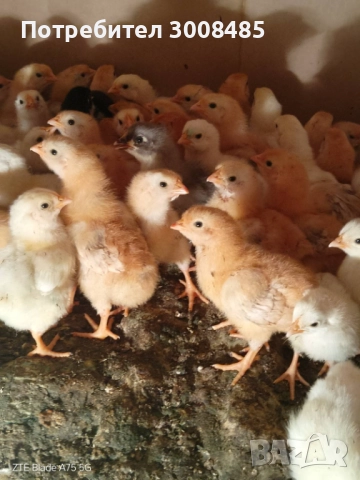 Пиленца нюхемпшир-50броя, снимка 2 - Кокошки и пуйки - 52990424