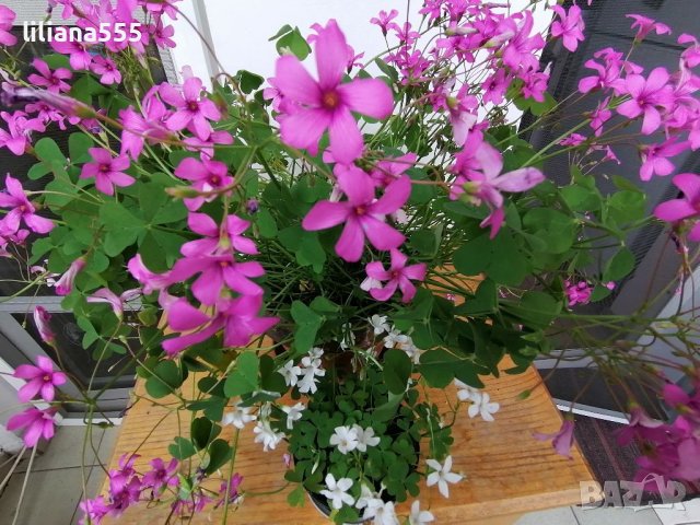 Детелина  студоустойчива  розов и бял цвят, снимка 2 - Градински цветя и растения - 40803577