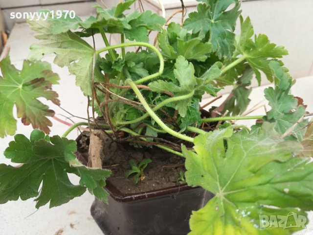 здравец в саксия с почва 2702241606, снимка 14 - Градински цветя и растения - 44495750