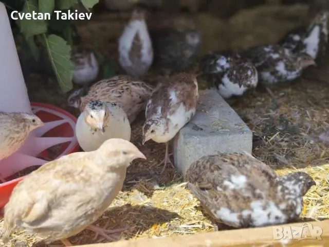 Пъдпъдъци женски и мъжки, млади и пронасящи , снимка 2 - Кокошки и пуйки - 47279310