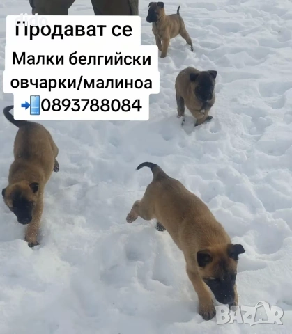 Продавам белгийски овчарки/малиноа