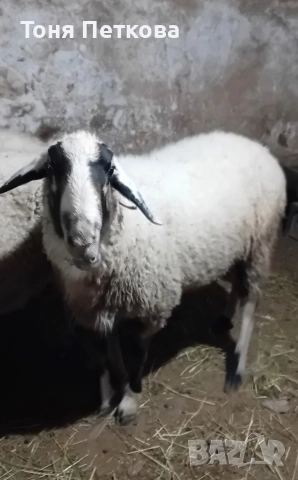Продавам коч Асаф, снимка 2 - Овце - 52698823